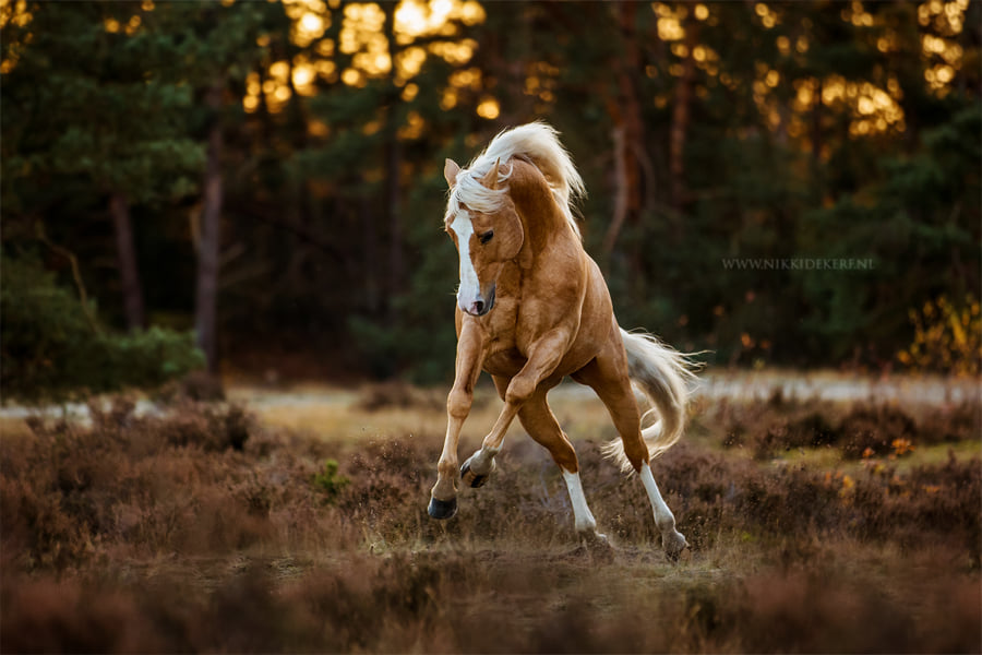 Shining San Tari - @Nikki de Kerf - Equine Photographer